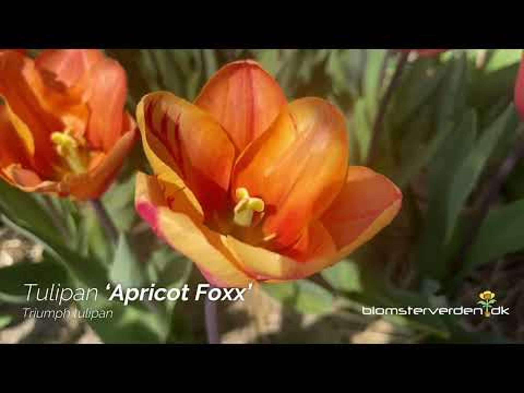 Tulpan 'Apricot Foxx'